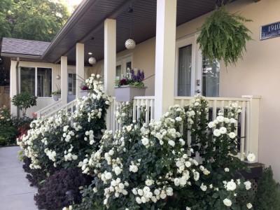 White roses at Villa adolescent 