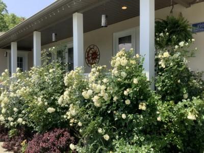 Villa Sole - Old Town NOTL
